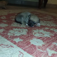 Cuccioli di chihuahua mini toy