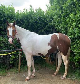 Paint Horse