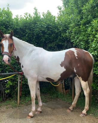 Paint Horse