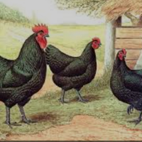 Australorp,marans,sussex