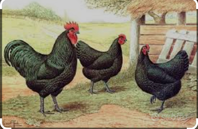 Australorp,marans,sussex