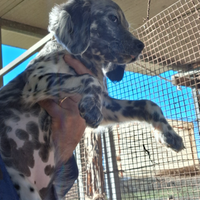 Setter