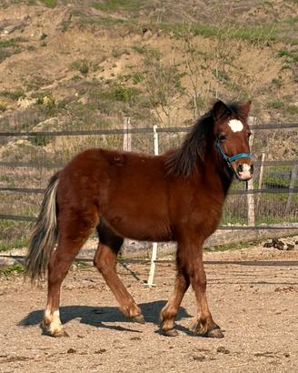 Pony