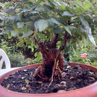 Bonsai Olmo