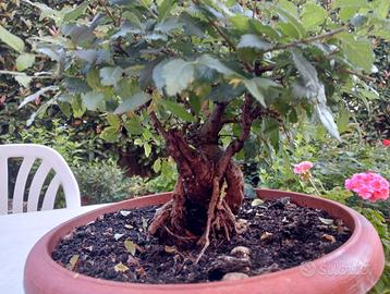 Bonsai Olmo