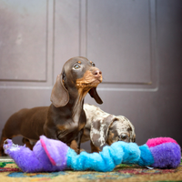 Cuccioli di bassotto nano pelo corto con pedigree