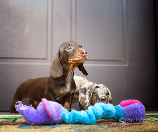 Cuccioli di bassotto nano pelo corto con pedigree