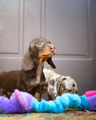 Cuccioli di bassotto nano pelo corto con pedigree