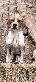 Pointer inglese femmina
