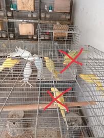 Pappagalli parrocchetto dal collare