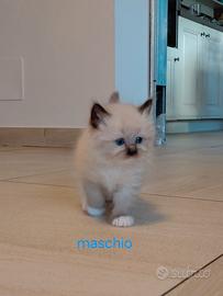 Cuccioli ragdoll