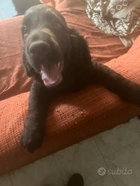 Cocker marrone
