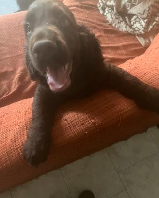 Cocker marrone
