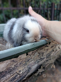 Minilop puri linea inglese con libretto e vaccino