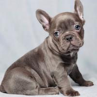 Cuccioli di bulldog francesi blu M e F