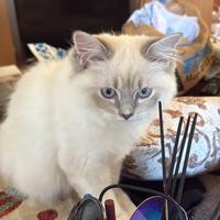 Gatti Ragdoll con genitori con Pedigree e persiani