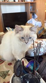 Gatti Ragdoll con genitori con Pedigree e persiani