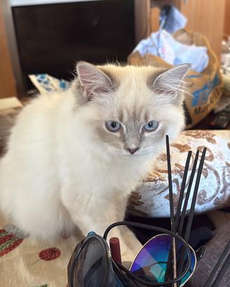 Gatti Ragdoll con genitori con Pedigree e persiani