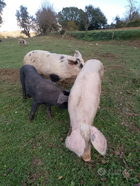 Maiali, maialini svezzati