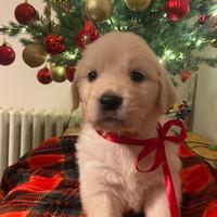 Cuccioli di golden retriever