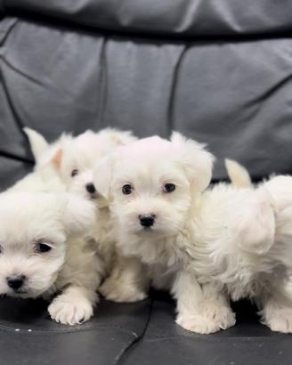 Maltese mini toy