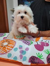 Cuccioli di maltese