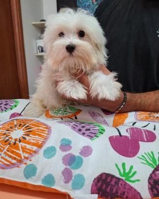 Cuccioli di maltese