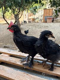 Coppia di marans