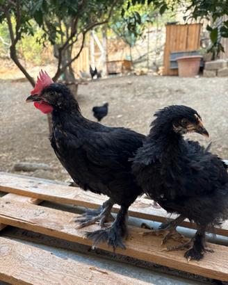 Coppia di marans