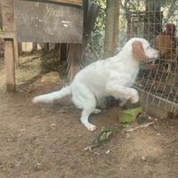 Setterina 6 mesi