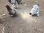 Immagine 3