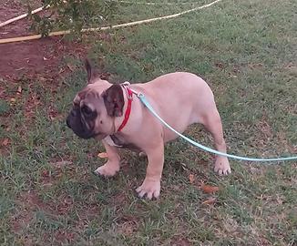 Bulldog francese