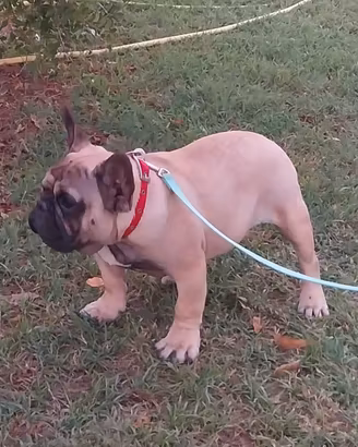 Bulldog francese
