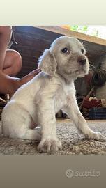 Splendidi Cuccioli di Setter Inglesi