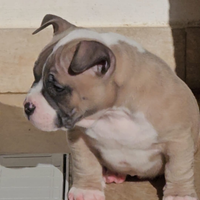 Cuccioli di American bully poket