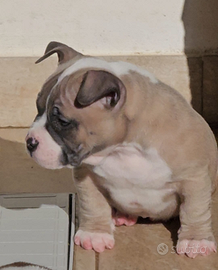 Cuccioli di American bully poket