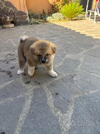 Cuccioli Akita inu