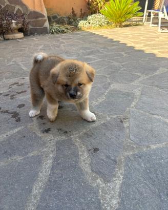 Cuccioli Akita inu