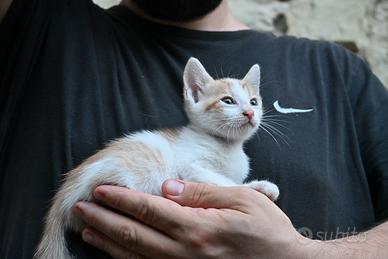 Gatto - cucciolo bianco e rosso