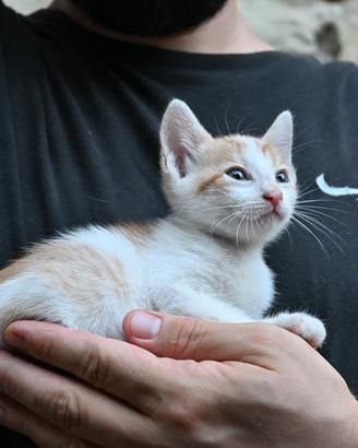 Gatto - cucciolo bianco e rosso