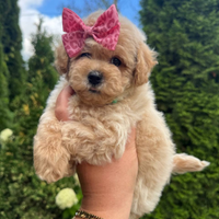 Splendida cucciola di Barboncina Toy Femminuccia