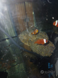 Zoanthus e pagliacci