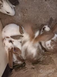 Conilgli papillon e californa