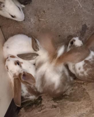 Conilgli papillon e californa