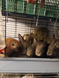 Incroci conigli taglia grande