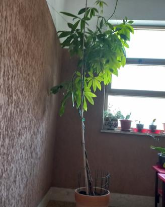 Pianta ornamentale