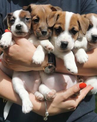 Cuccioli di Jack Russell Terrier