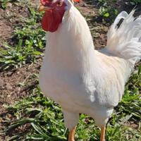 Livornese bianca nostrane