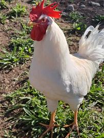 Livornese bianca nostrane