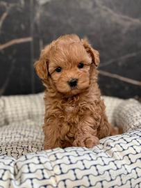 MALTIPOO & MALTIPO CUCCIOLI ALBICOCCA pag rateale